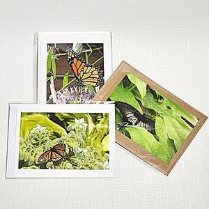 Butterfly greeting cards